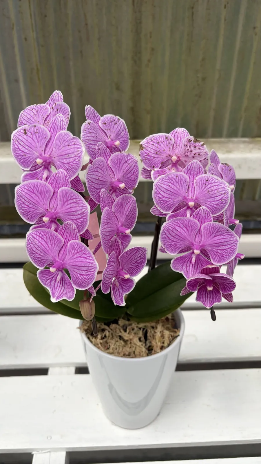 A potted flower from the greenhouse
