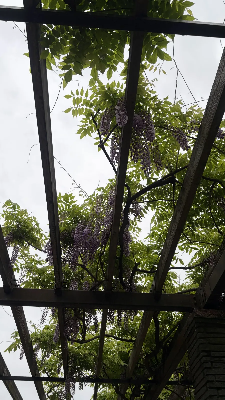 Wisteria flowers in Ohori Park