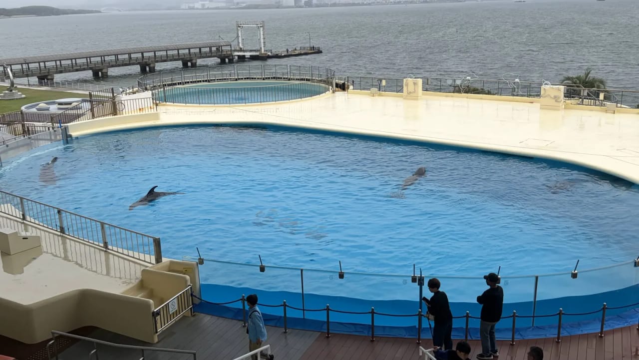 Dolphins in a pool