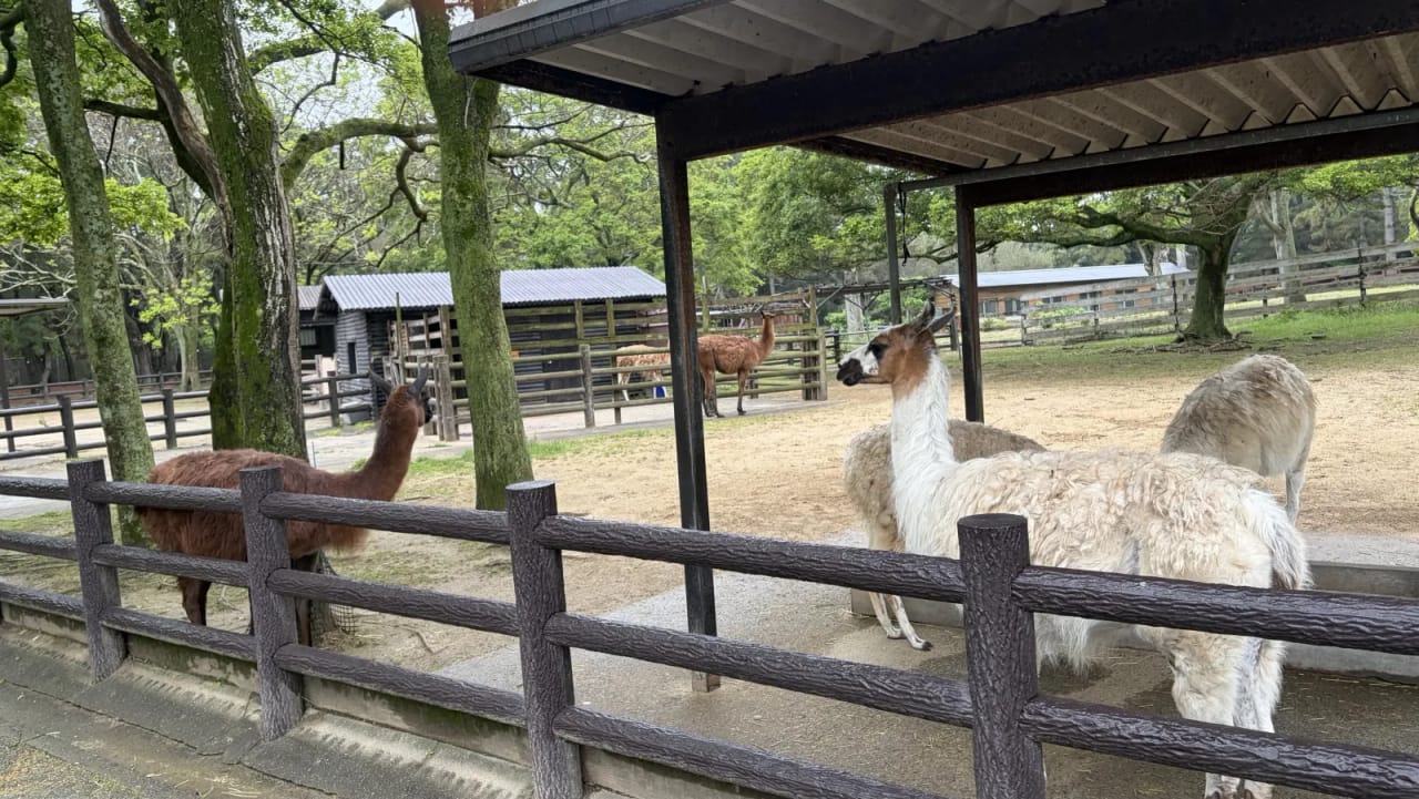 Llamas